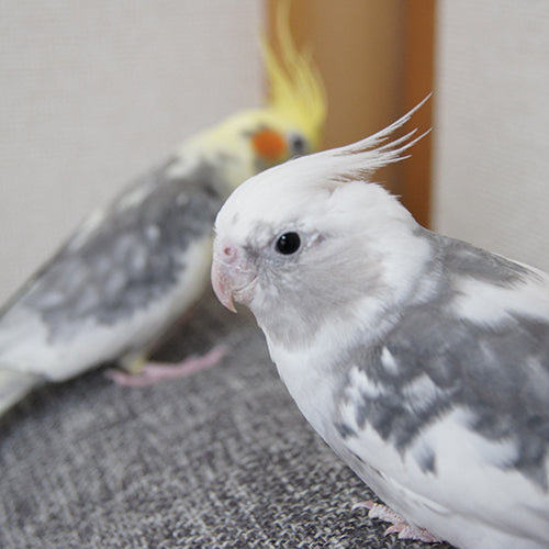 【換羽期・抱卵期用】オーガニック(有機JAS認定)雑穀配合 オカメインコファットブレンド300g