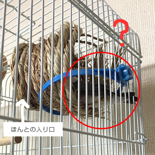 意外なお客さま