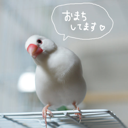 コザクラインコブレンド準備ちゅう！