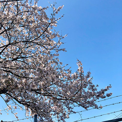あと2週間
