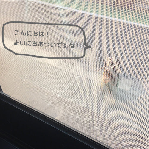 ただ鳩を眺める
