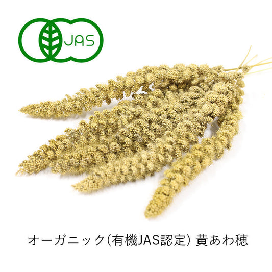 新もの黄あわ穂発売です！