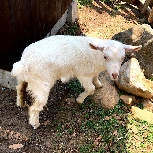 動物園に行きたい