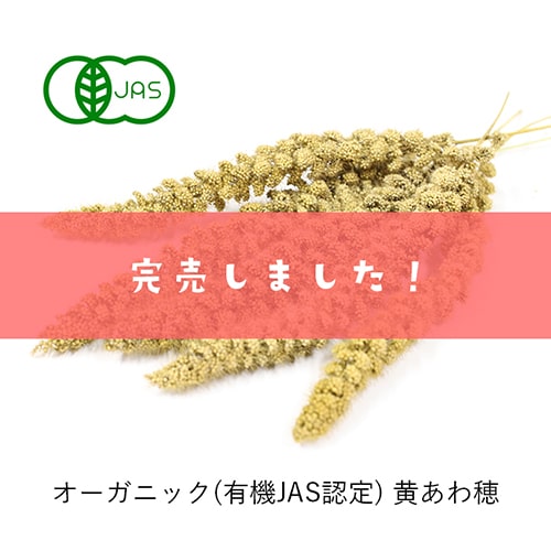 黄あわ穂完売いたしました！