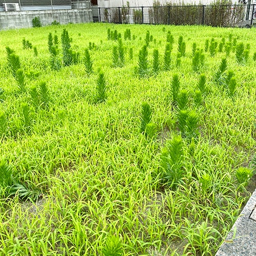 もうすぐ梅雨明け？