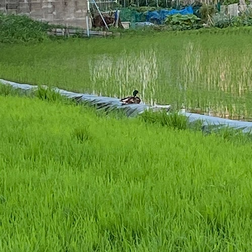 毎日暑いですねぇ