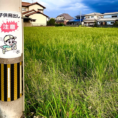 実ってきてます