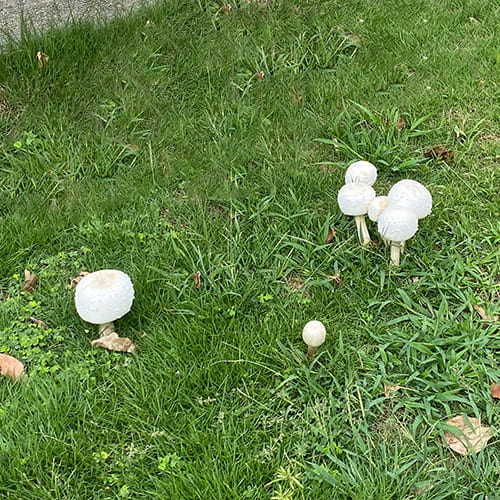 大雨のあとに