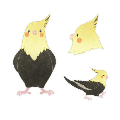 いよいよデビューです