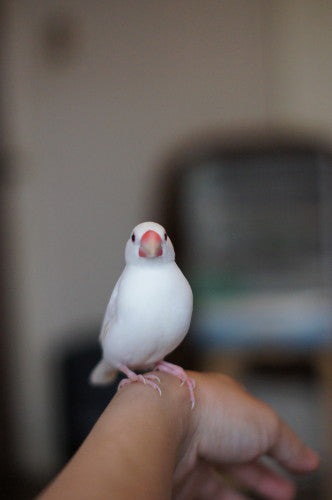 かいぬしー！