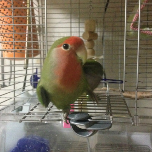 我が家のワールドカップ