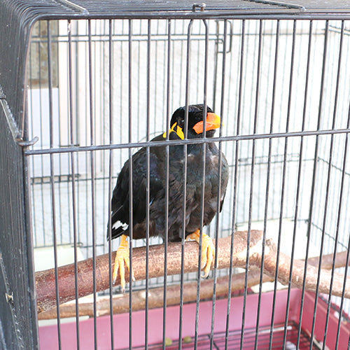 色トリどり！