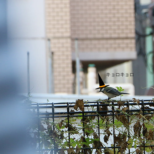 鳥さんもハロウィン？