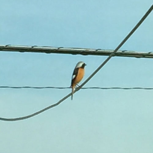 鳥づいてる！