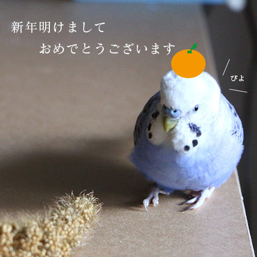 明けました！