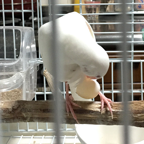 白文鳥チョコの中身