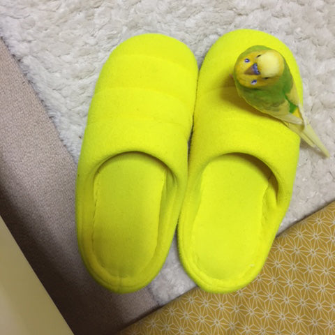 隠れ身の術！