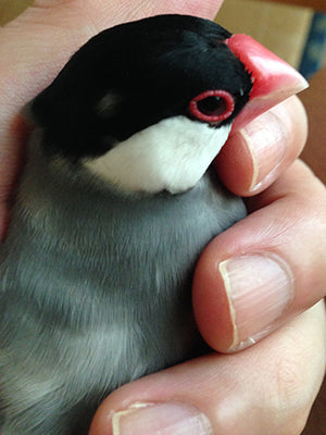 かなしいお知らせと、これからのこと