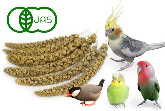 有機JAS黄あわ穂、残りわずかです