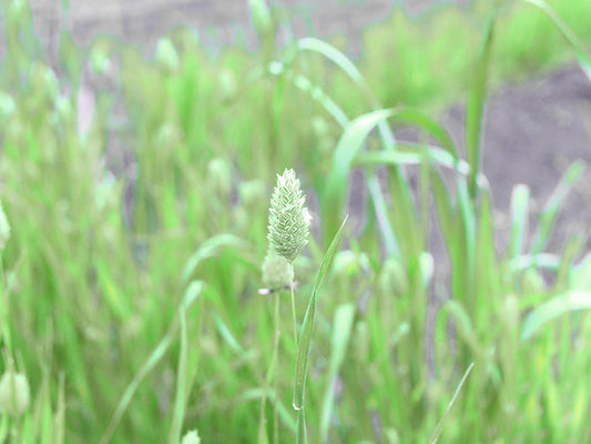 アレの産地レポ2017年春