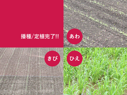 雑穀の産地レポ2017年7月