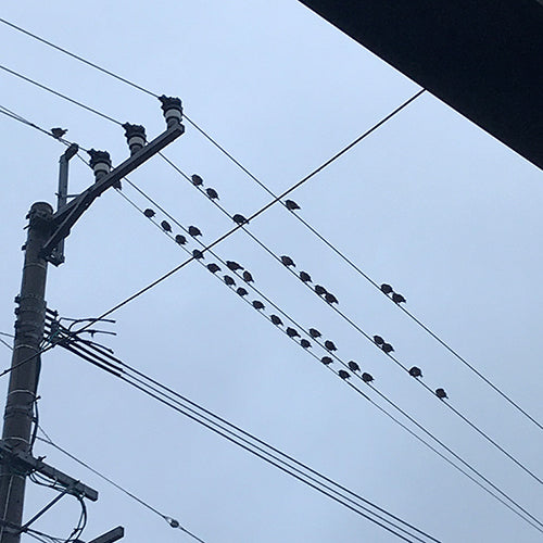 雨の日の野鳥たち