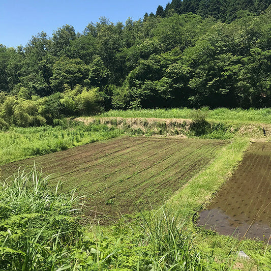 雑穀の産地レポ2018年6月