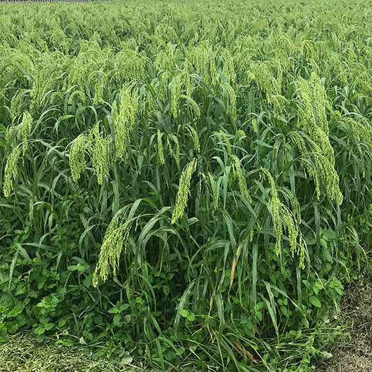 雑穀の産地レポ2018年9月