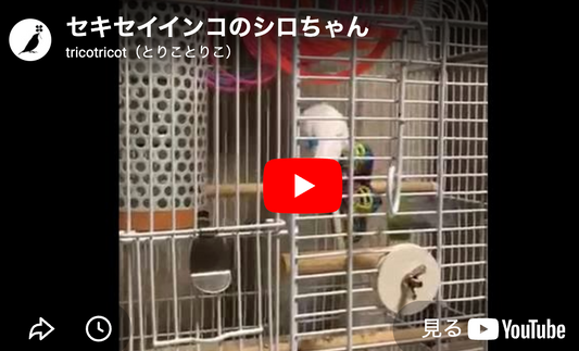 おしゃべりしたいの！