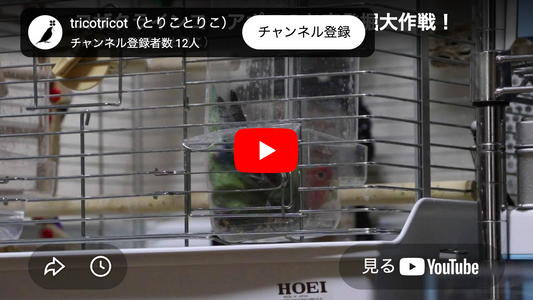 コザクラインコ アポロのお宝発掘大作戦！