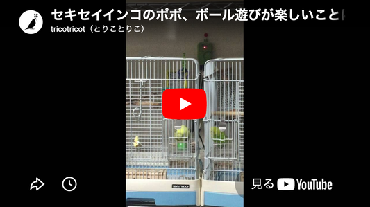 セキセイインコのポポ、ボール遊びが楽しいことに気づく。