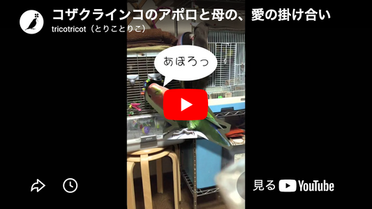 コザクラインコのアポロと母の愛の掛け合い