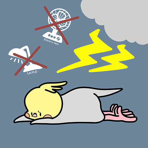 夏も後半！愛鳥さんのためにゲリラ豪雨に備えましょう