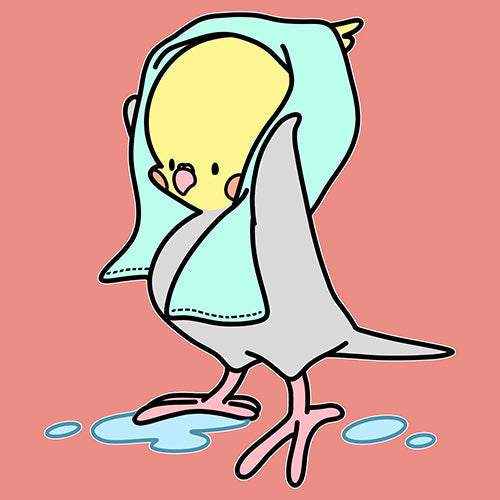 8月ラスト！インコと文鳥のダイナミック水浴び