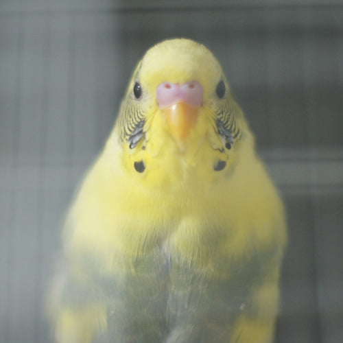 セキセイインコにカメラを向けてみた
