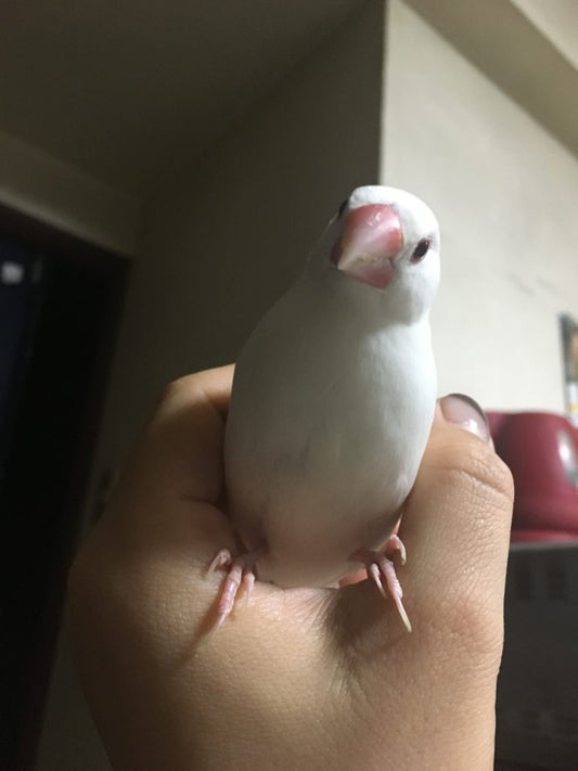 白文鳥がもっちりしてたら、アレが食べたくなる