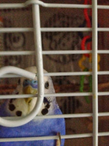 おしゃべりインコ？