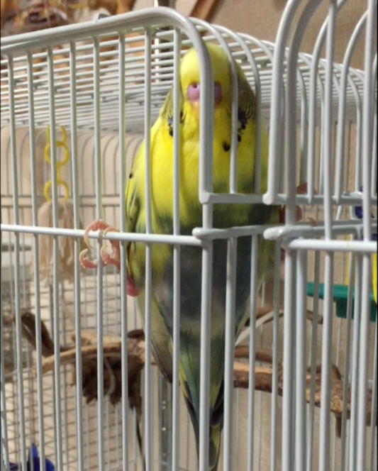 セキセイインコに眠りの魔法をかけられてから目覚めるまで