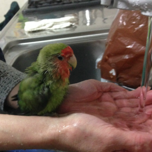 コザクラインコの行水