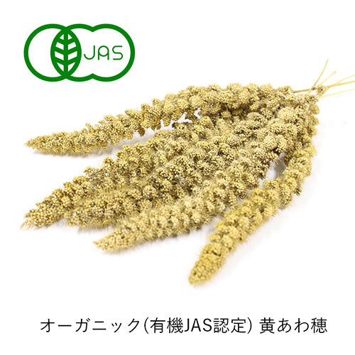 有機JAS黄あわ穂、完売いたしました！
