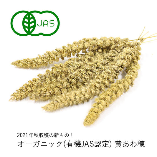 黄あわ穂についてのお知らせ