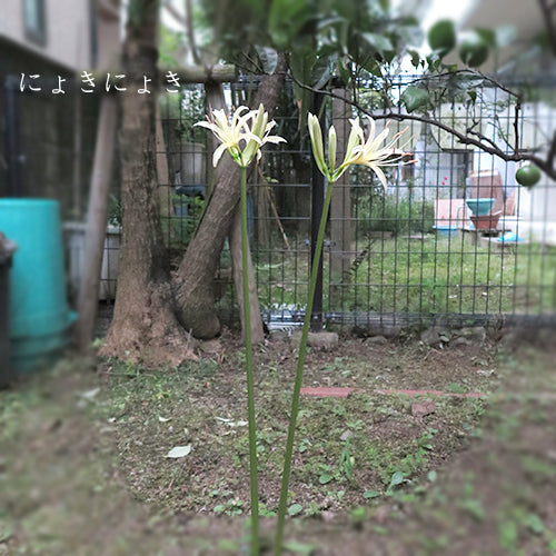 鳥たちもニョキニョキ生えます！？