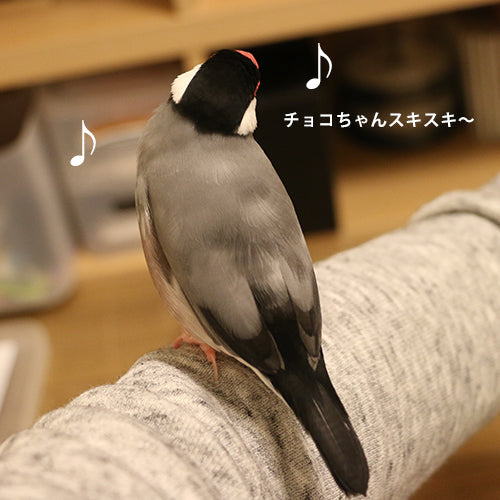 魅惑のおちり。