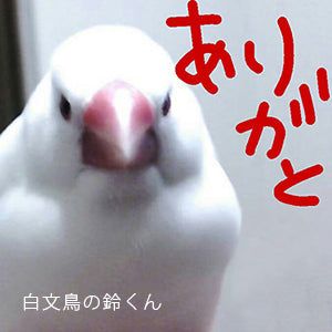 有機JASあわ穂のご感想・お写真・動画