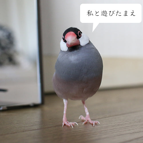 桜文鳥ピノ 飼い主を操る