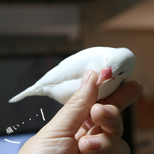 鳥の集中力