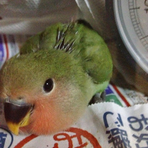 当店は牡蠣祭り真っ最中です