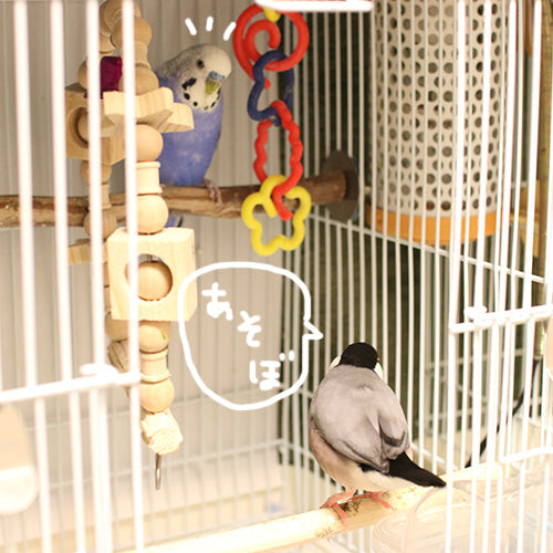 我が家の鳥たち 〜放鳥時ver.〜