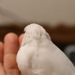 換羽があるからできるもの。