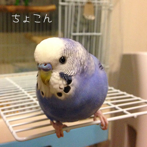 セキセイインコ ムジカの成長期